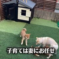 避難する豆千代くん