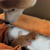 赤ちゃん猫と見つめる柴犬2