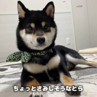 どんどん寂しくなってきたよう…