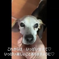 飼い主に顔を撫でられて優しい顔になる犬