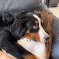 ソファの上で眠っている女性の上に乗っている犬