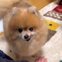 カメラを見つめる犬