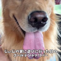 車で移動中のアルトくん