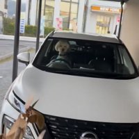 運転席に座る犬