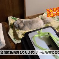 仮眠を取りたいパパさんですが…