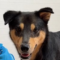 飼い主を見つめる犬の顔