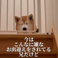階段の上から出迎える柴犬