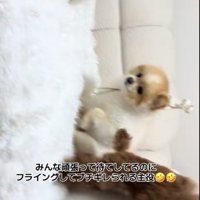タジタジの友達犬