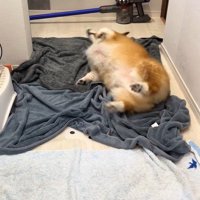 お風呂上がりのロイくん4