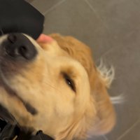 飼い主に撫でられて目を細める犬