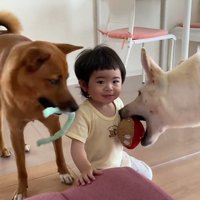 元保護犬2匹と赤ちゃんの日常2