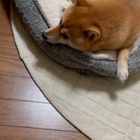 視線を女性に向ける犬