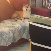 塩対応なこまりちゃん