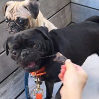 よだれが出る雲丹ちゃん