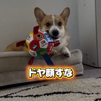 クッションの上でボールを咥える犬