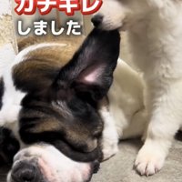 大型犬の耳を噛む子犬