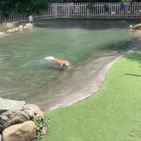 おからちゃんは水遊び
