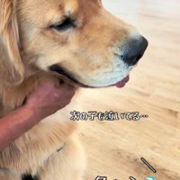 別のわんこの鳴き声まで…