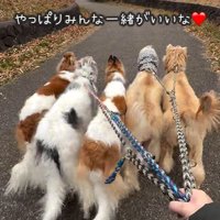 並んで歩く大型犬達