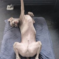愛犬との幸せな暮らし