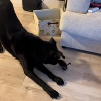 姿勢を低くする大型犬