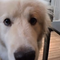 大型犬の顔