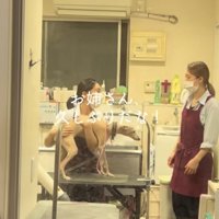 赤エプロン茶髪お姉さんの方を見る犬