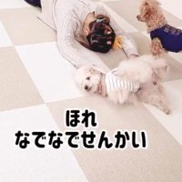飼い主の手の上に寝転がる白い犬