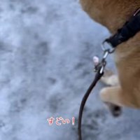 散歩を再開する朔くん