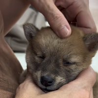 額を撫でられる犬