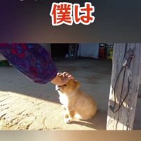 「僕は何歳かい？」