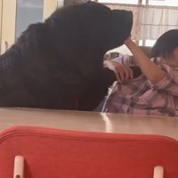 お母さんと真っ黒の超大型犬10