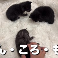 とっても小さな3匹です