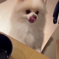 犬に声を掛ける女性