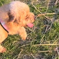 原っぱを歩く犬