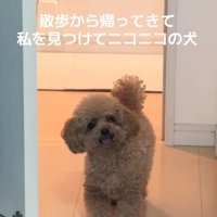 ニコニコする犬