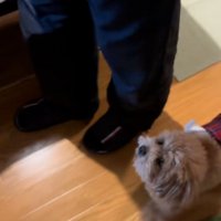 おじいちゃんを見るボムさん