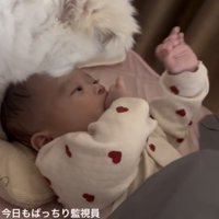 寝ている赤ちゃんを近くでじっと見つめる犬