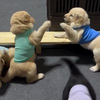 前足を上げて向かい合う子犬たち