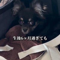 ペットショップで出会った