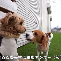 ポピーくんに絡むペコちゃん