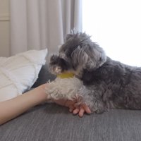 飼い主さんの手をホールド♪