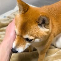 搭載