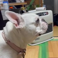 コロちゃんと赤ちゃんの初対面9