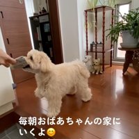 新聞を受け取るワンコ