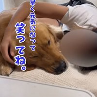 子供に寄り添う大型犬