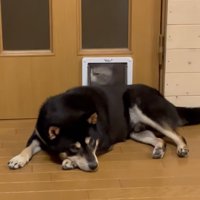 動こうとしない柴犬