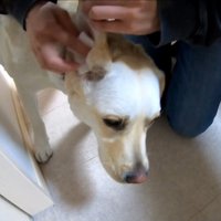 耳掃除を嫌がるきなこちゃん⑩