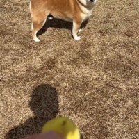 犬に向かってボールを投げようとする飼い主