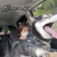 あくびする犬